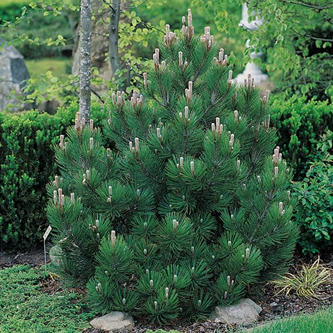 Pinus heldreichii \'Compact Gem\' Gärtnerei / Schlangenhaut-Kiefer Schwitter AG 