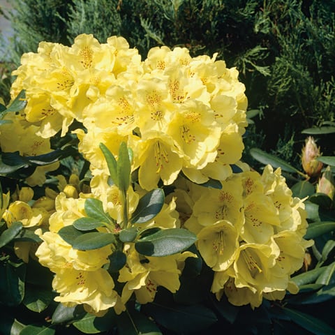 Rhododendron-Hybriden 'Goldkrone' / Grossblumiger Rhododendron - Gärtnerei  Schwitter AG
